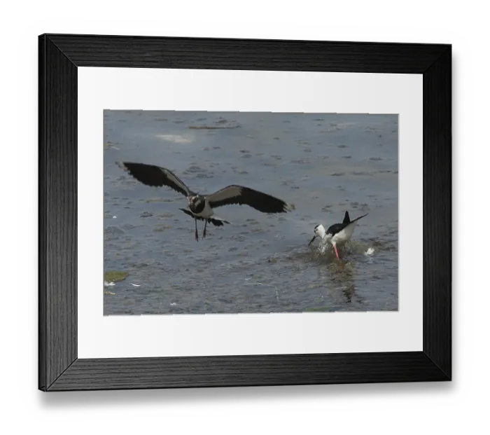 Framed Print : Black-winged Stilt (Himantopus himantopus)