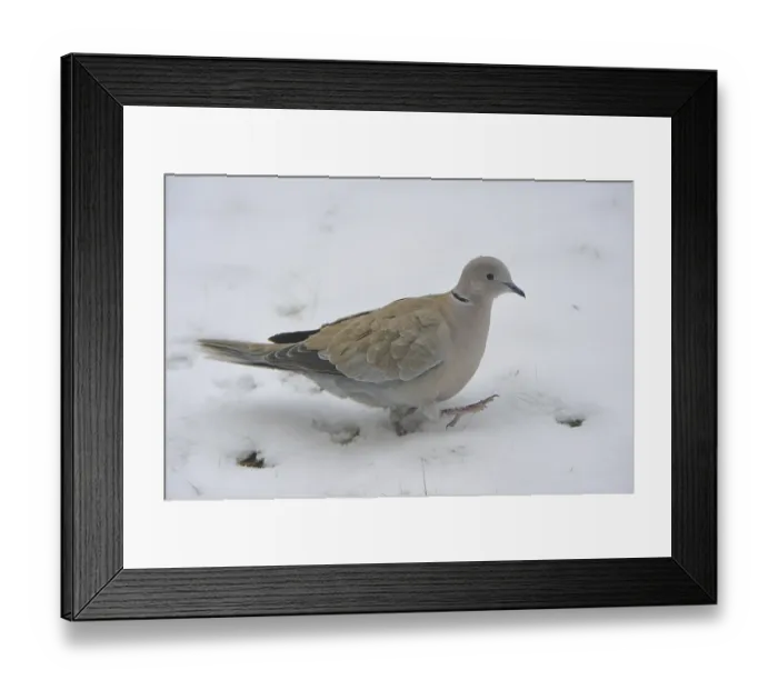 Framed Print : Eurasian collared dove (Streptopelia decaocto)