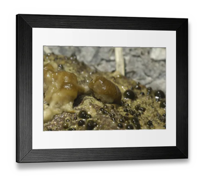 Framed Print : Freshwater sponge (Ephydatia fluviatilis) Framed Print : Freshwater sponge (Ephydatia fluviatilis)