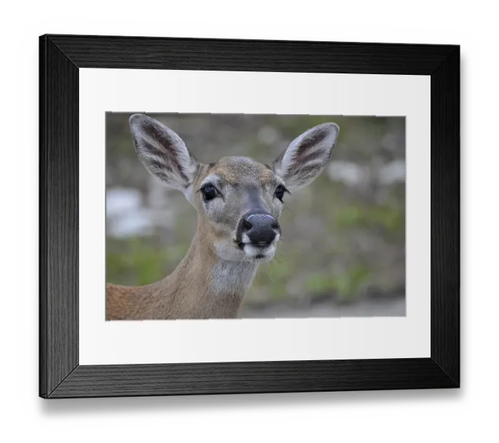 Framed Print : Key white-tailed deer (Odocoileus virginianus clavium) Framed Print : Key white-tailed deer (Odocoileus virginianus clavium)