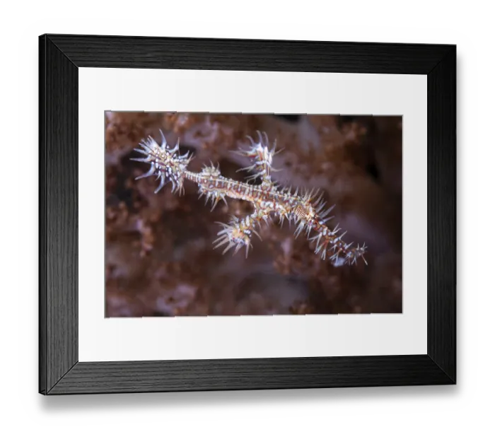 Framed Print : Ghost pipefish (Solenostomidae) Framed Print : Ghost pipefish (Solenostomidae)