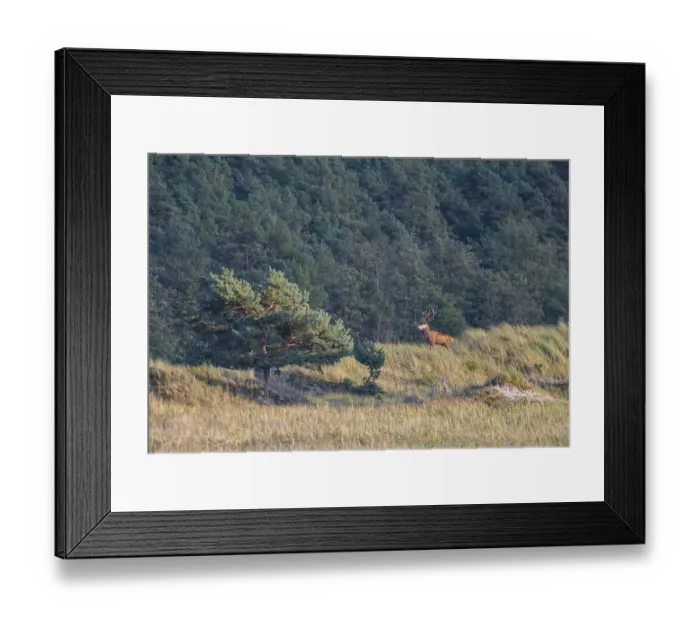 Framed Print : Red deer (Cervus elaphus) on a dune at DarBer Ort Red deer (Cervus elaphus) on a dune at Darer Ort Framed Print : Red deer (Cervus elaphus) on a dune at DarBer Ort Red deer (Cervus elaphus) on a dune at Darer Ort
