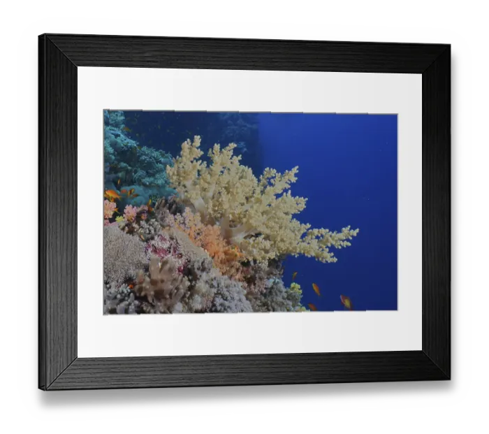 Framed Print : Broccoli tree (Litophyton arboreum) Framed Print : Broccoli tree (Litophyton arboreum)