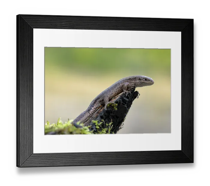 Framed Print : Wood lizard (Zootoca vivipara)
