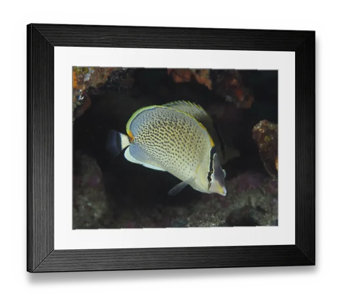 Framed Print : Spotted butterflyfish (Chaetodon guttatissimus)