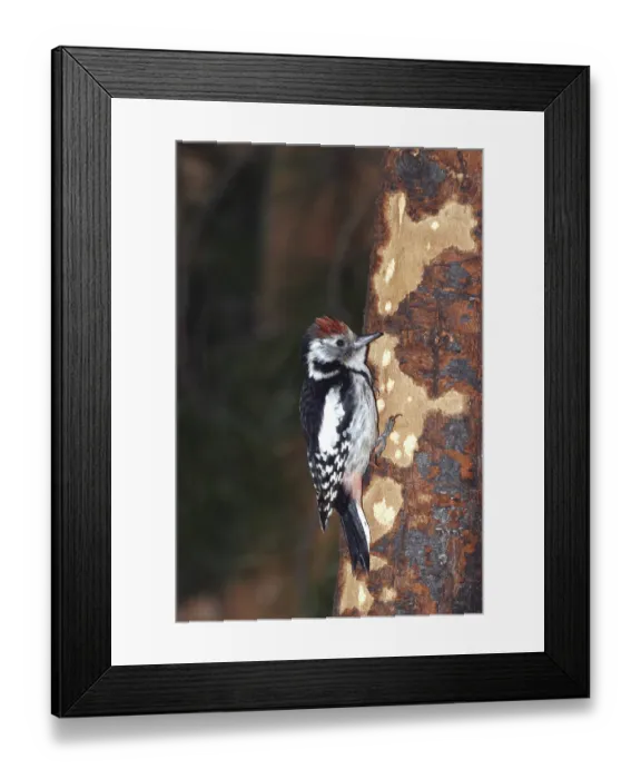 Framed Print : Middle spotted woodpecker (Dendrocopos medius) Framed Print : Middle spotted woodpecker (Dendrocopos medius)