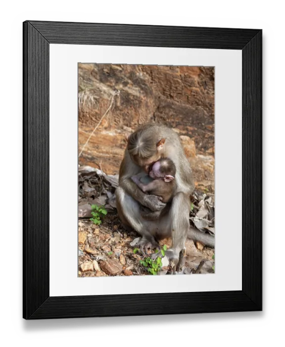 Framed Print : Bonnet Monkey (Macaca radiata) with baby monkey at Alagar Kovil Pazhamudircholai hill near Madurai