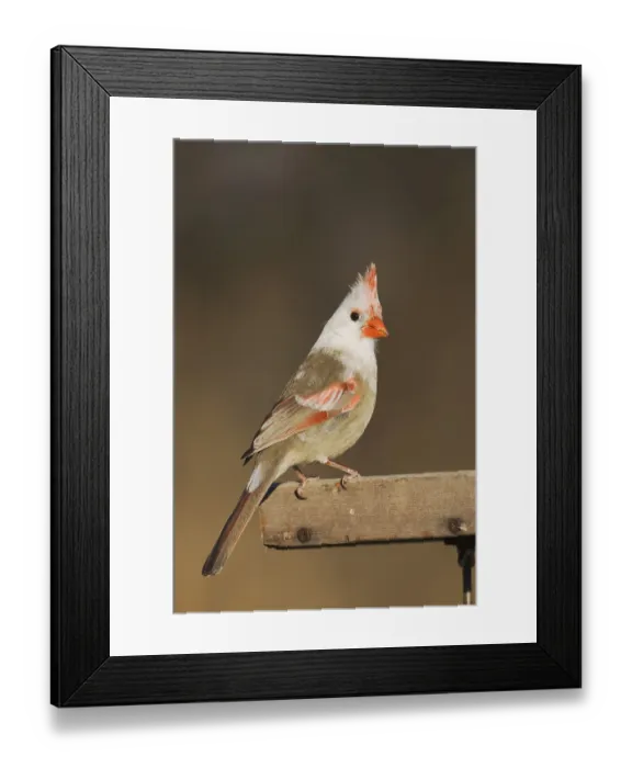 Framed Print : Northern Cardinal (Cardinalis cardinalis) Framed Print : Northern Cardinal (Cardinalis cardinalis)