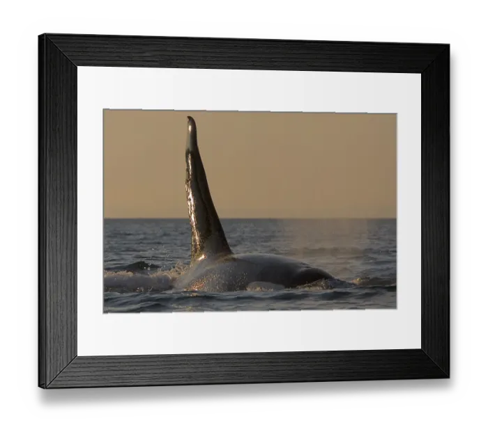 Framed Print : Killer whale (Orcinus orca), dorsal fin