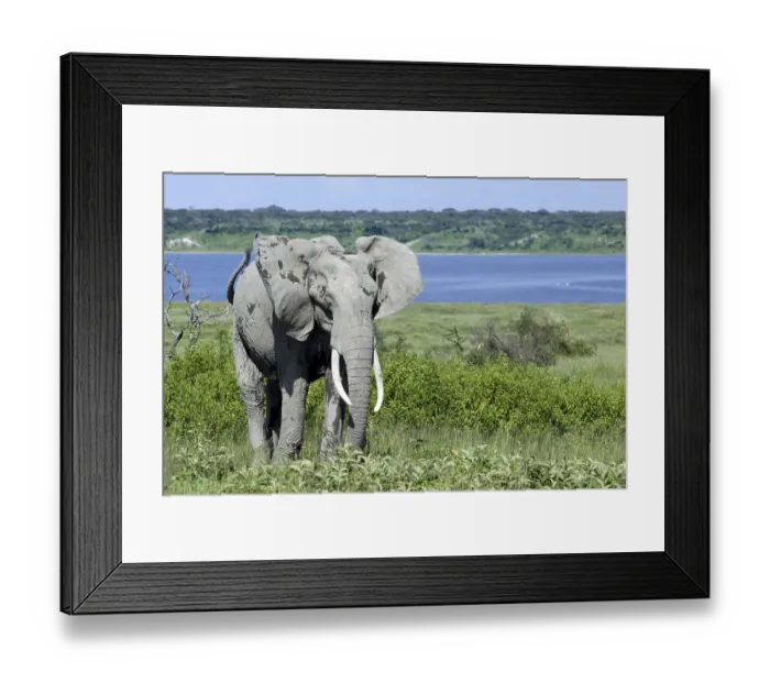 Framed Print : African Bush Elephant (Loxodonta africana) spreading ears in threat display Framed Print : African Bush Elephant (Loxodonta africana) spreading ears in threat display