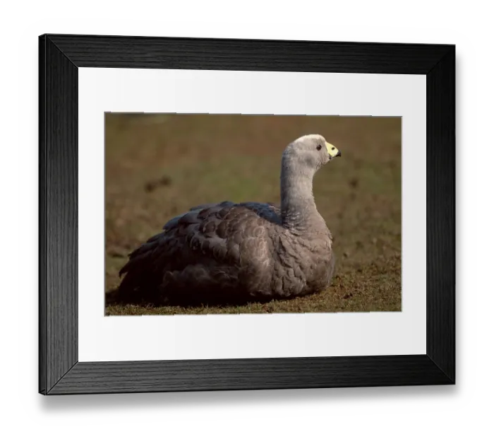 Framed Print : Cereopsis Goose (Cereopsis novaehollandiae)