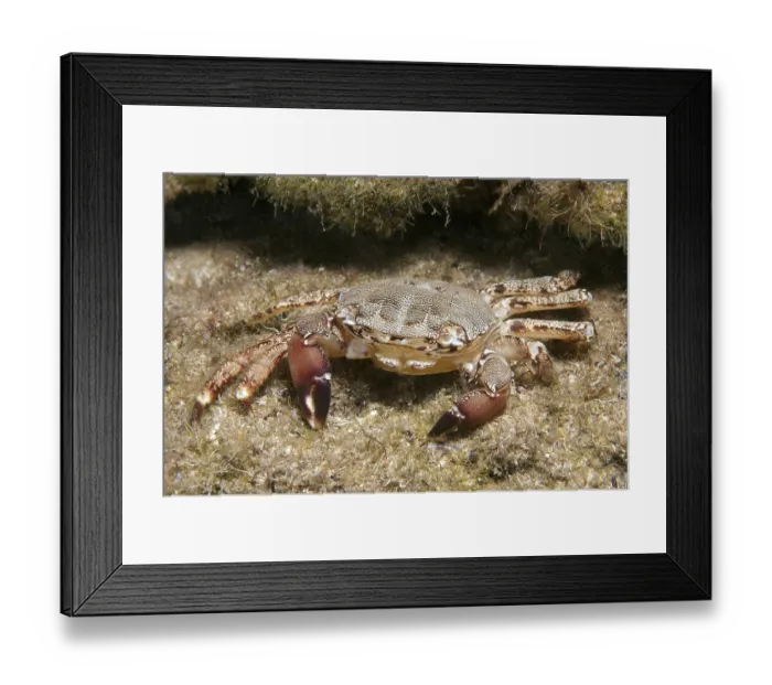 Framed Print : Marbled Rock Crab (Pachygrapsus marmoratus) Framed Print : Marbled Rock Crab (Pachygrapsus marmoratus)