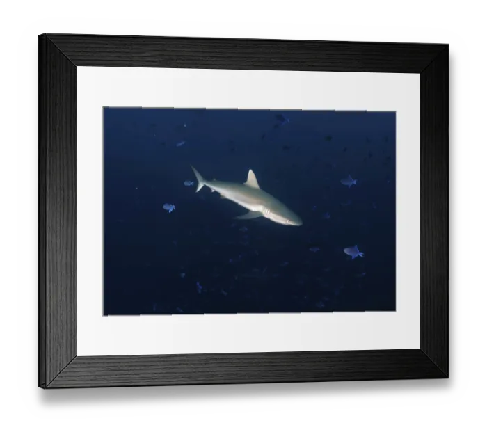 Framed Print : Grey Reef Shark (Carcharhinus amblyrhynchos)