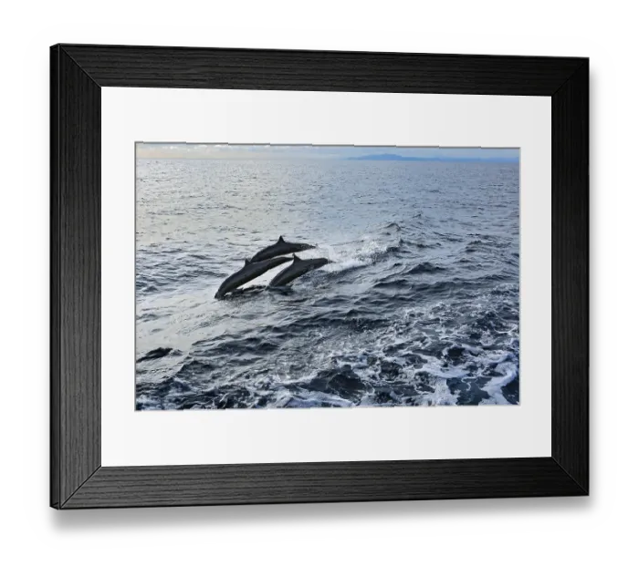 Framed Print : Jumping dolphins, bottlenose dolphins (Tursiops truncatus)