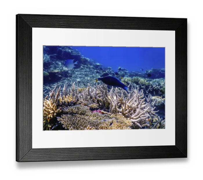 Framed Print : Blue Bird Wrasse (Gomphosus caeruleus) Coral fish Framed Print : Blue Bird Wrasse (Gomphosus caeruleus) Coral fish