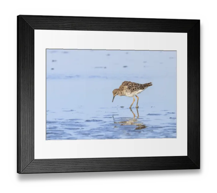 Framed Print : Ruff water bird (Philomachus pugnax) Ruff in water Framed Print : Ruff water bird (Philomachus pugnax) Ruff in water