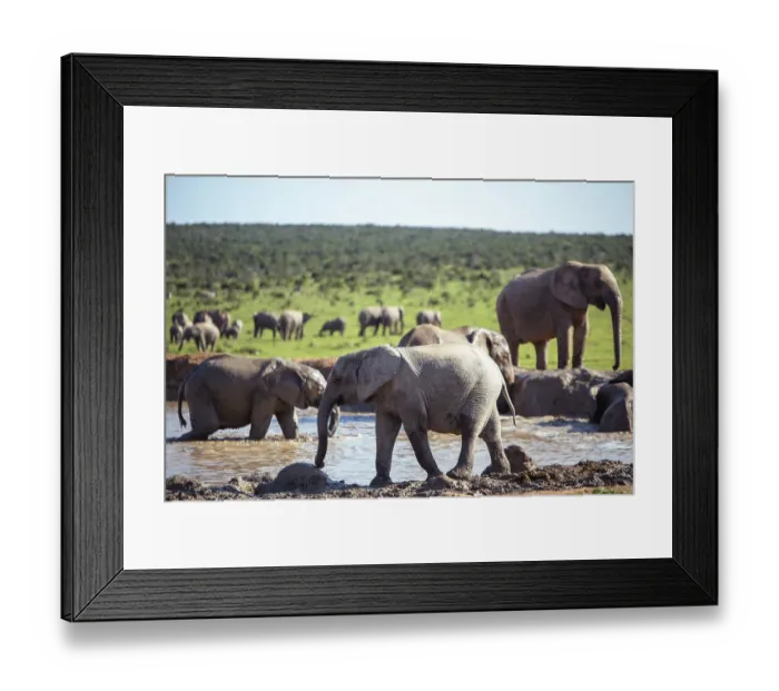 Framed Print : Herd of elephants seen in nature Framed Print : Herd of elephants seen in nature