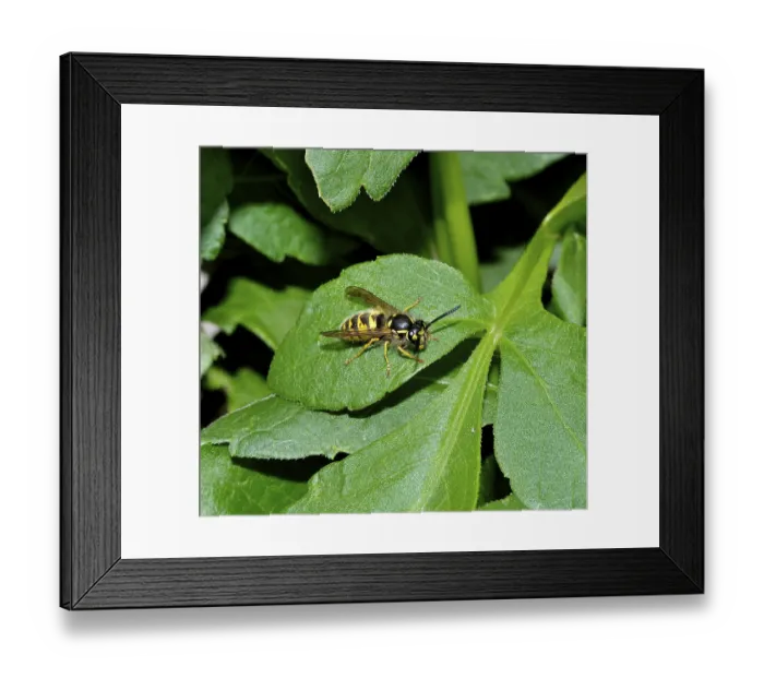 Framed Print : Wasp on dahlia leaf