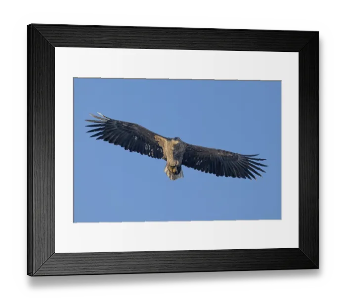 Framed Print : White-tailed eagle (Haliaeetus albicilla) Framed Print : White-tailed eagle (Haliaeetus albicilla)