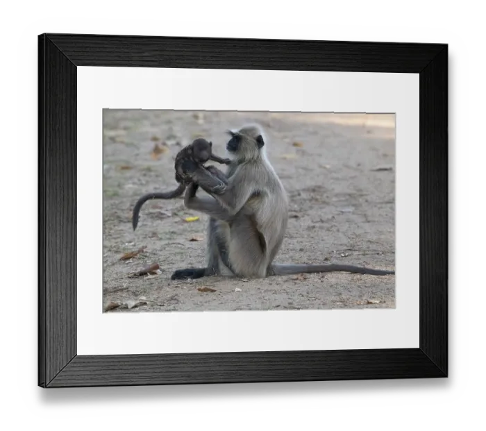 Framed Print : Northern plains gray langur (Semnopithecus entellus)