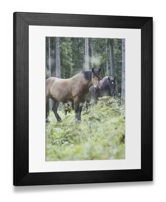 Framed Print : Horses (equus caballus), Rauris