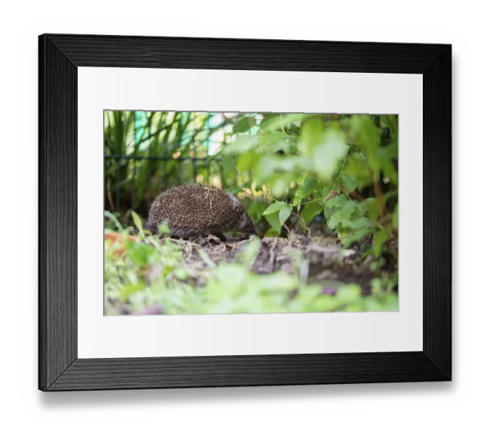 Framed Print : European hedgehog (Erinaceus europaeus) Framed Print : European hedgehog (Erinaceus europaeus)