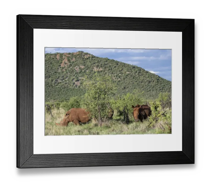 Framed Print : White rhinoceros (Ceratotherium simum)