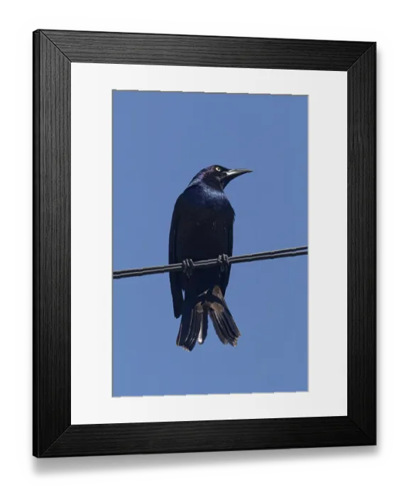 Framed Print : Nature, bird, Common Grackle (Quiscalus quiscula) Province of Quebec