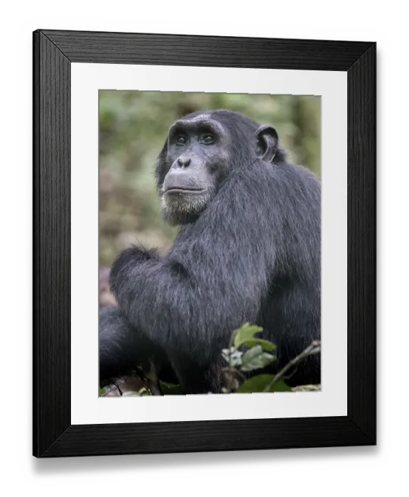 Framed Print : Eastern Chimpanzee (Pan troglodytes schweinfurthii) Framed Print : Eastern Chimpanzee (Pan troglodytes schweinfurthii)