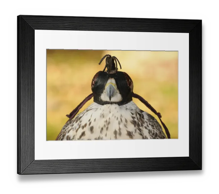Framed Print : Falcon, Gerfalcon, Saker falcon Framed Print : Falcon, Gerfalcon, Saker falcon