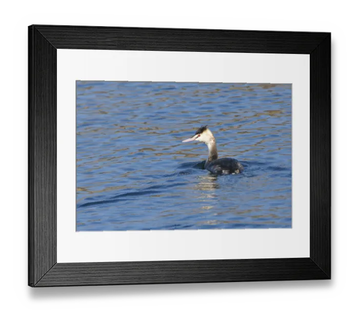 Framed Print : Great Crested Grebe, simple dress