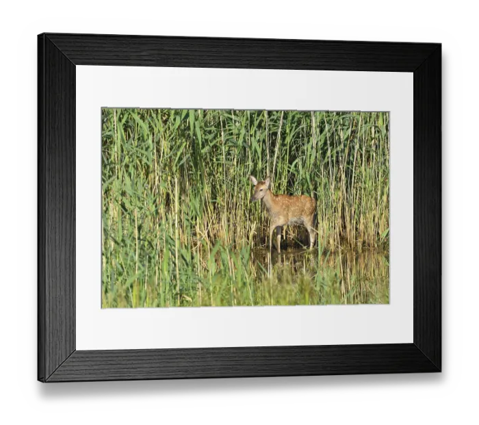 Framed Print : Red deer in Lusatia, near Foerstgen