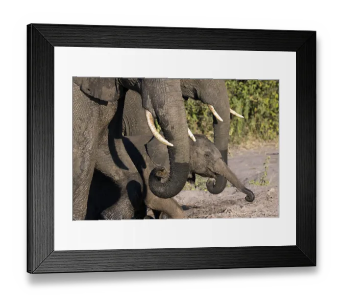 Framed Print : Herd of elephants in Chobe National Park in Botswana Framed Print : Herd of elephants in Chobe National Park in Botswana