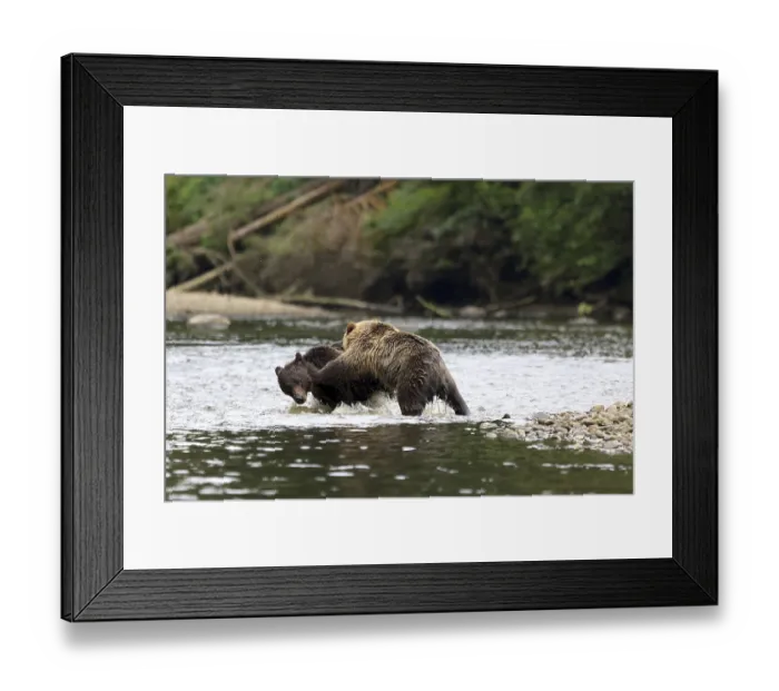 Framed Print : Grizzlies playing in the river Framed Print : Grizzlies playing in the river