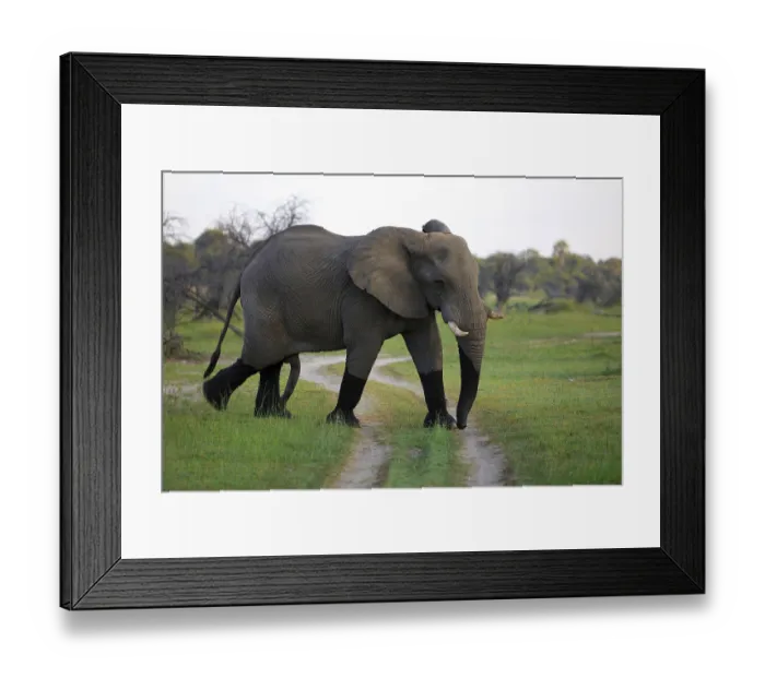 Framed Print : Elefantenbulle