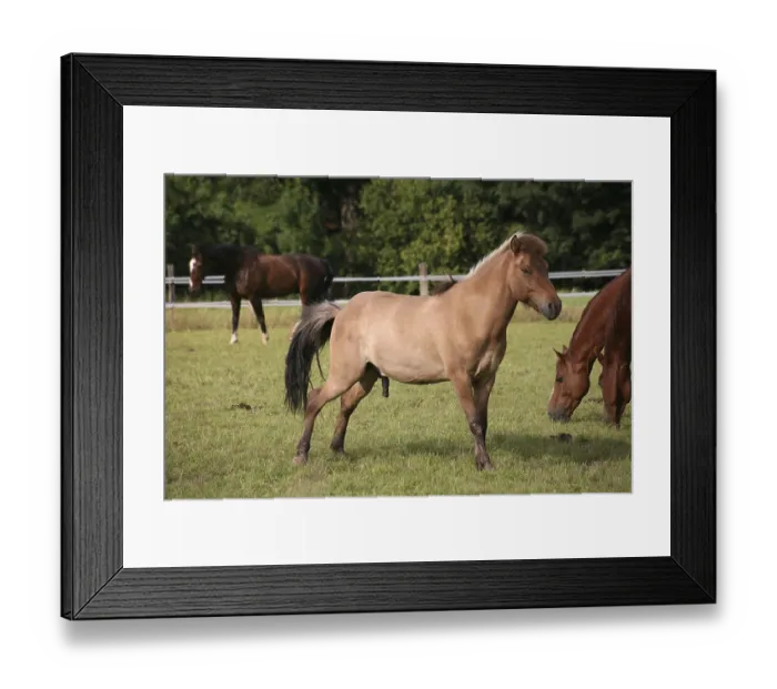 Framed Print : In a paddock