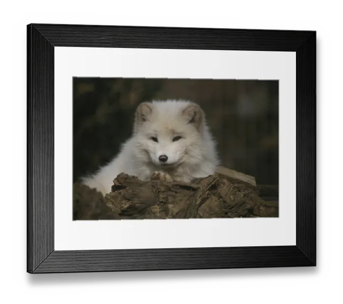 Framed Print : Arctic fox Framed Print : Arctic fox