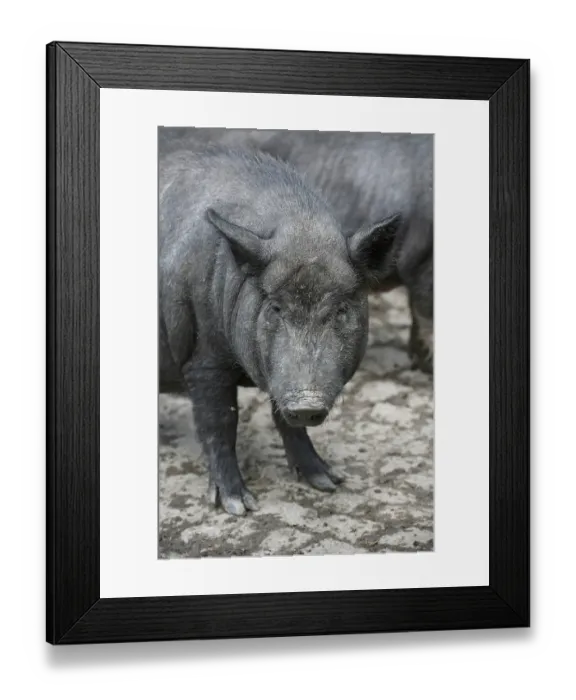 Framed Print : Very strong