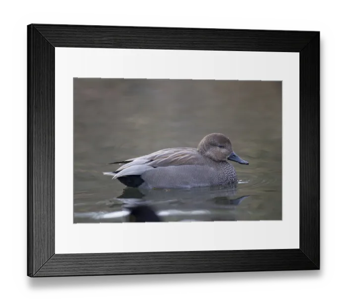 Framed Print : Gadwall, Anas strepera, Gadwall