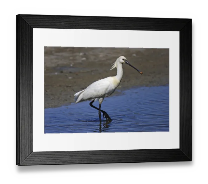 Framed Print : Loeffler, Platalea leucorodia, Eurasian spoonbill Framed Print : Loeffler, Platalea leucorodia, Eurasian spoonbill
