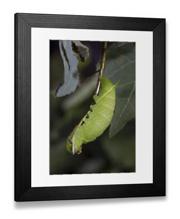 Framed Print : Poplar Hawk-moth, Laothoe populi, Poplar Hawk-moth
