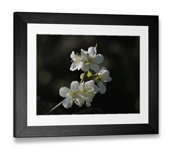 Framed Print : White Victoria Plum blossom against dark background Framed Print : White Victoria Plum blossom against dark background