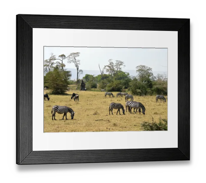 Framed Print : Herd of zebras and wildebeest grazing in the savannah Framed Print : Herd of zebras and wildebeest grazing in the savannah