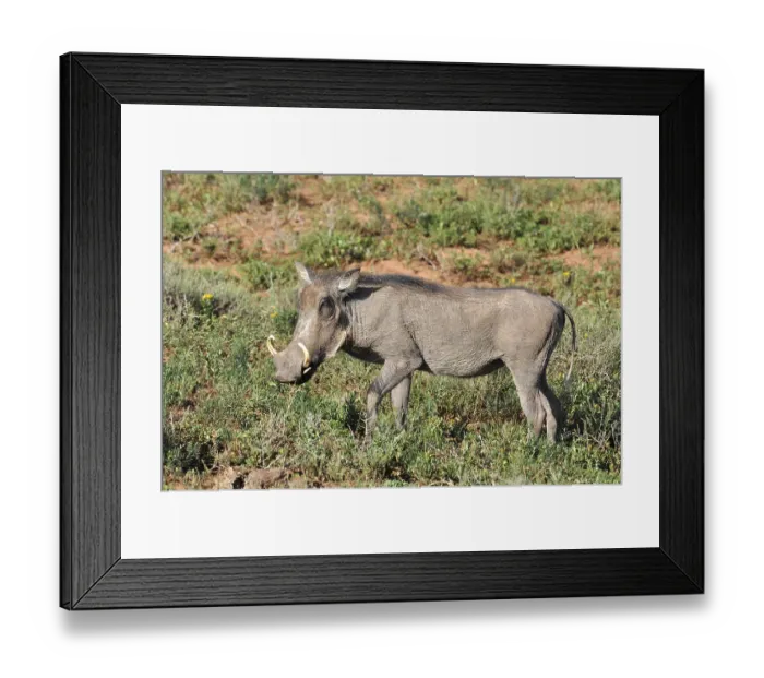 Framed Print : A warthog (phacochoerus aethiopicus) in the Kruger Park Framed Print : A warthog (phacochoerus aethiopicus) in the Kruger Park