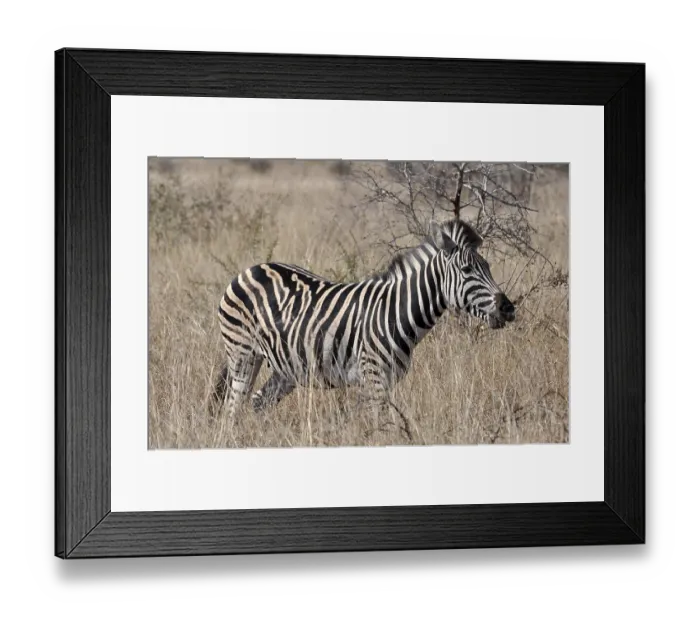 Framed Print : A Burchells Zebra (Equus quagga burchelli) in the Kruger Park Framed Print : A Burchells Zebra (Equus quagga burchelli) in the Kruger Park