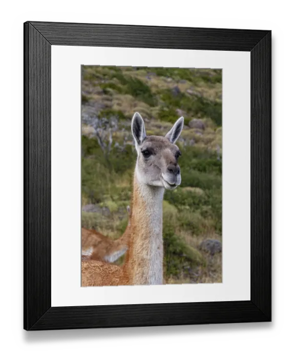 Framed Print : Guanaco llama species in chiean Patagonia in national park Torres del Paine