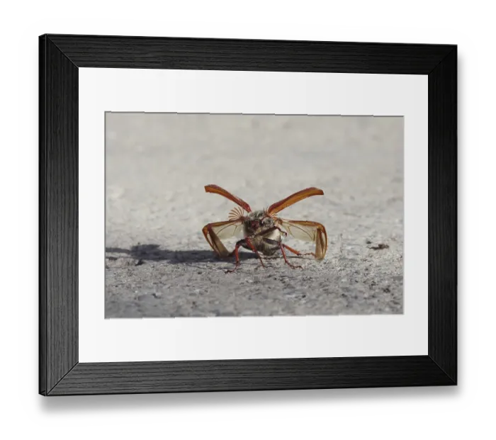 Framed Print : Cockchafer in front of take-off with folded up coverts and unfolded wings