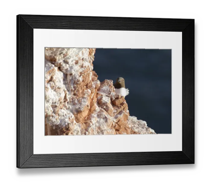 Framed Print : Guillemot or Lummenalk