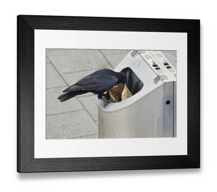 Framed Print : A crow sits on a rubbish bin looking for food Framed Print : A crow sits on a rubbish bin looking for food