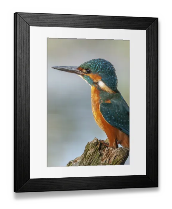 Framed Print : Kingfisher (Alcedo athis) perched on a branch above a pond in spring